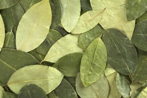Buy Coca leaves Online