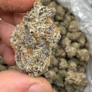 Apple Fritter Strain