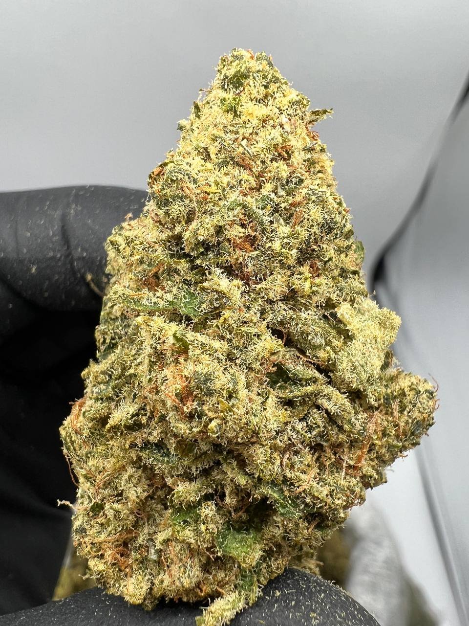 Master Kush Master Kush